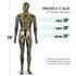 Full-Body Male Mannequin Matte Golden, 6 FT Plastic Man Manequins Stand with Metal Base, Adjustable Head, Flexible Limbs and Detachable Design, Perfect for Clothing Stores